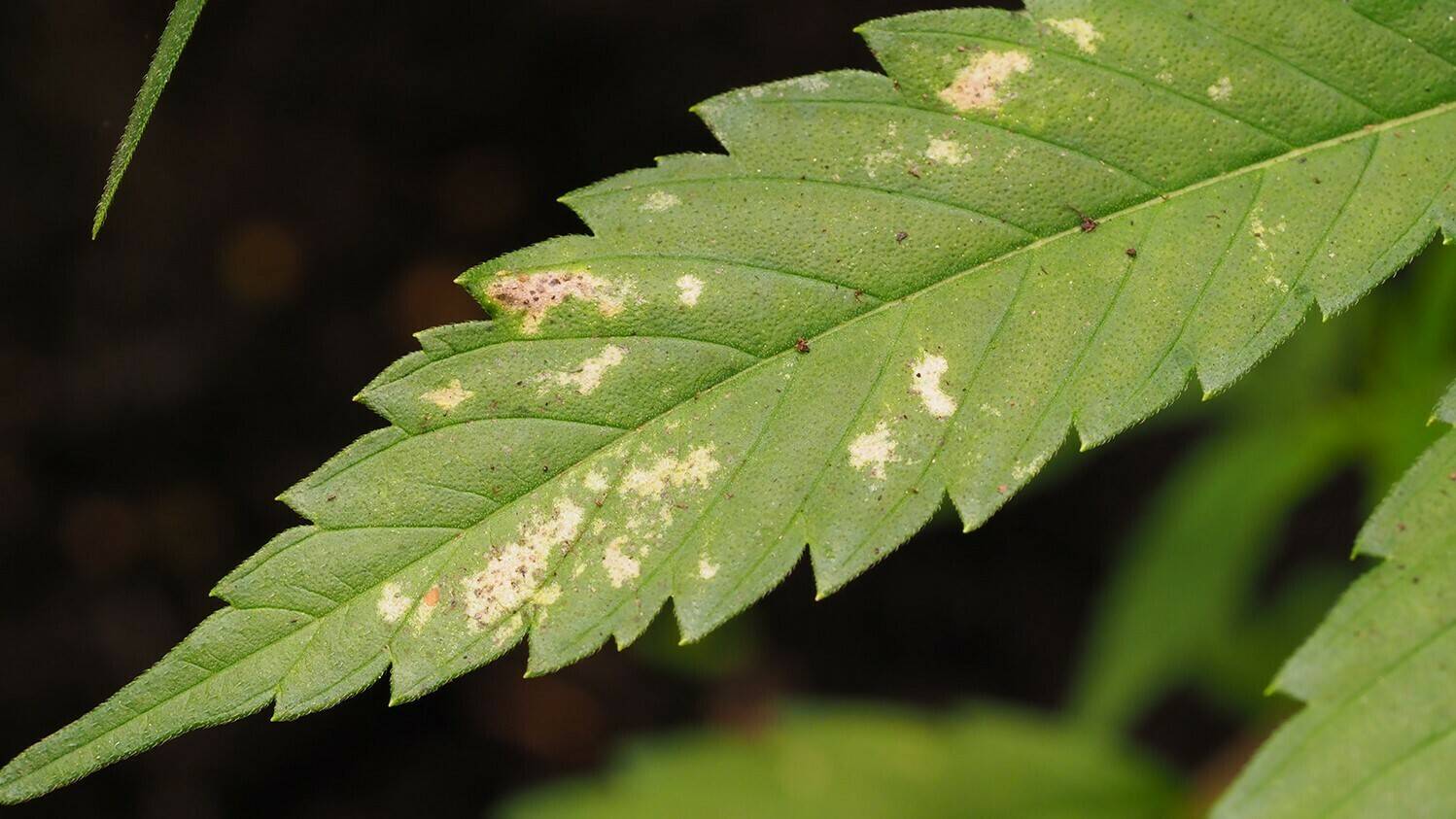 trips-agricultura-tecnología-hortícola|trips-agricultura-tecnología-hortícola|trips-agricultura-tecnología-hortícola